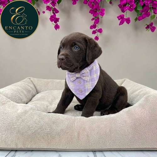 Cachorro LABRADOR RETRIEVIER CHOCOLATE LINEA AMERICANA disponible