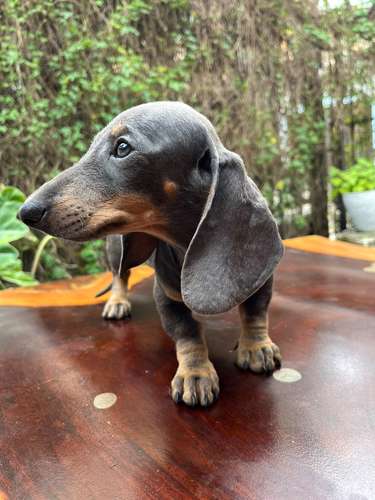 Hembra blue,vacunaa,ya come sólido ,hija de padre Piebald y madre blue,jermoso carácter 