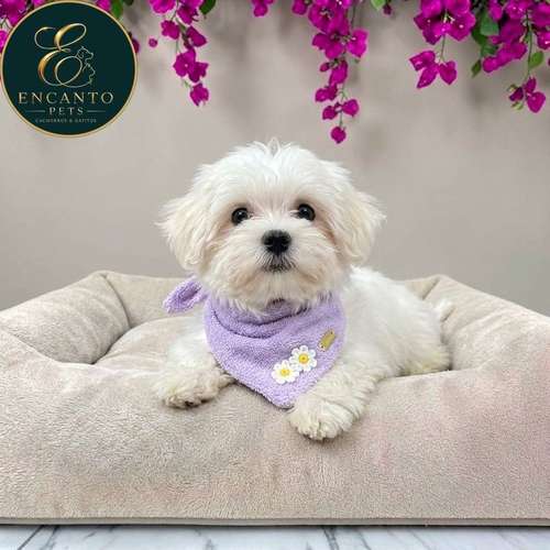 Cachorro Bichón Maltés / Maltese disponible - Imagen 2