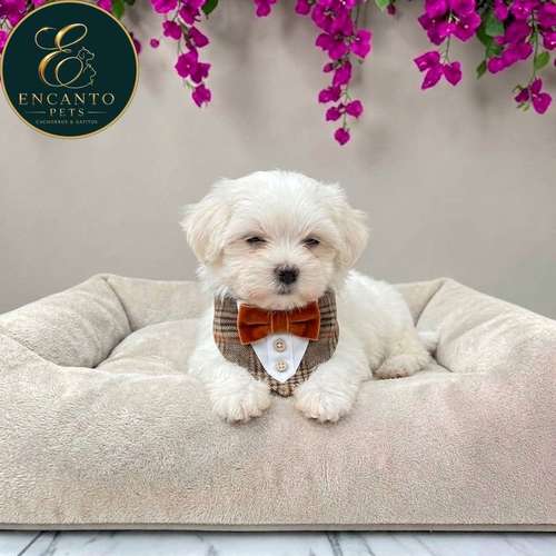 Cachorro Bichón Maltés / Maltese disponible - Imagen 5