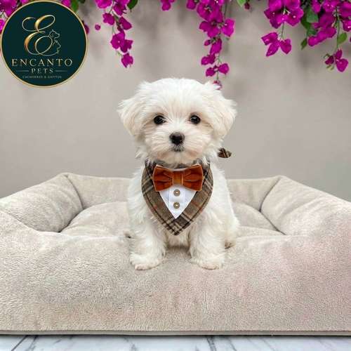 Cachorro Bichón Maltés / Maltese disponible