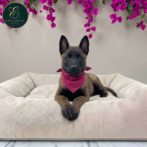 Cachorro PASTOR BELGA MALINOIS disponible - Imagen 3