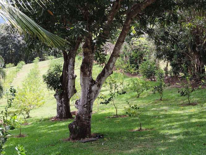 Venta terreno con uso de suelo industrial El Coyol Alajuela - Imagen 5