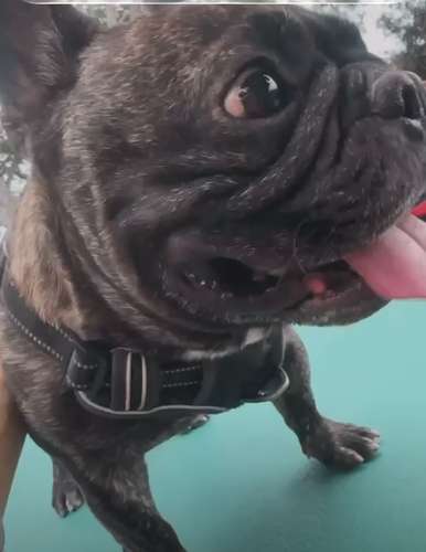 Bulldog Francés 1 año - Imagen 3
