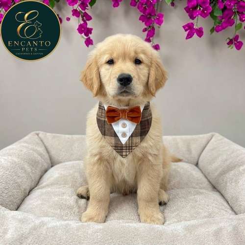Cachorro GOLDEN RETRIEVER LINEA AMERICANA disponible - Imagen 8