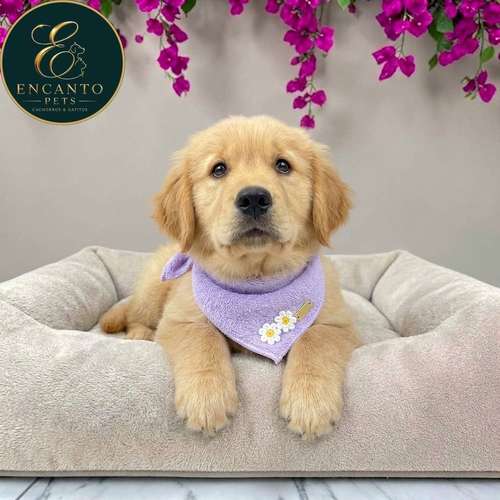 Cachorro GOLDEN RETRIEVER LINEA AMERICANA disponible