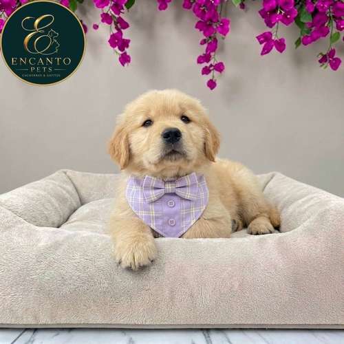 Cachorro GOLDEN RETRIEVER LINEA AMERICANA disponible - Imagen 10