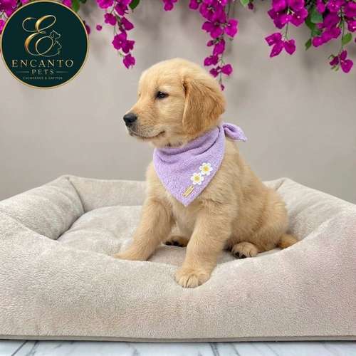 Cachorro GOLDEN RETRIEVER LINEA AMERICANA disponible - Imagen 2