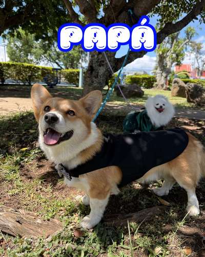 Cachorro Corgi - Imagen 19