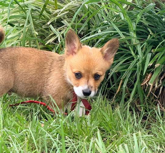 Cachorro Corgi - Imagen 14