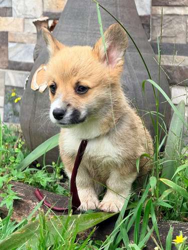 Cachorro Corgi - Imagen 11