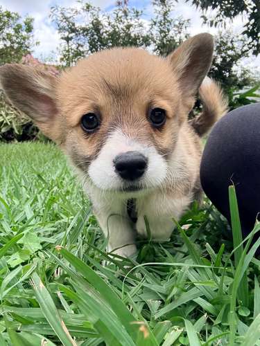 Cachorro Corgi - Imagen 8