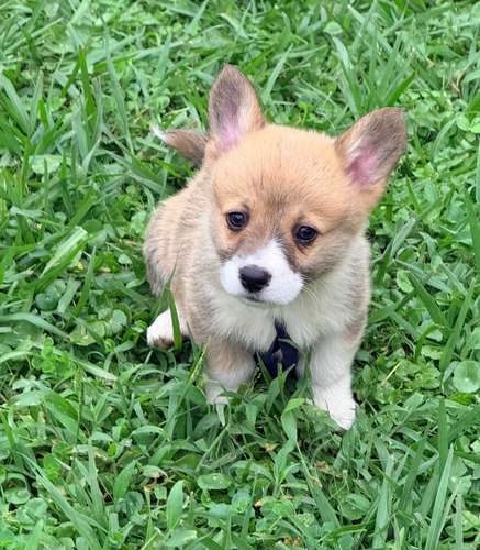 Cachorro Corgi - Imagen 4
