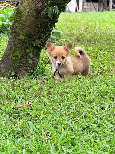 Cachorro Corgi - Imagen 5