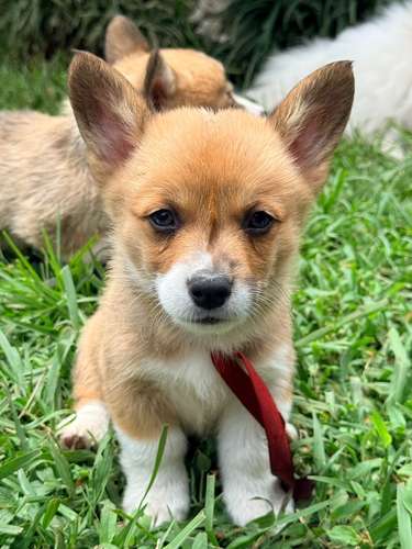 Cachorro Corgi