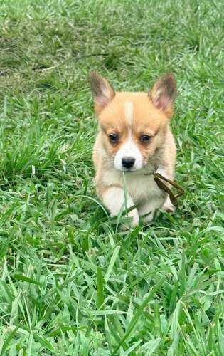 Cachorro Corgi - Imagen 7