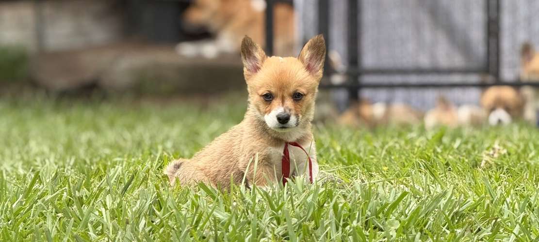 Cachorro Corgi - Imagen 10