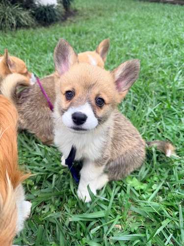 Cachorro Corgi - Imagen 15