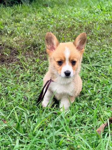 Cachorro Corgi - Imagen 6