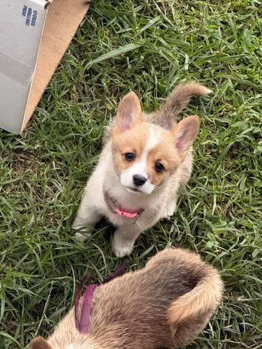 Cachorro Corgi - Imagen 18