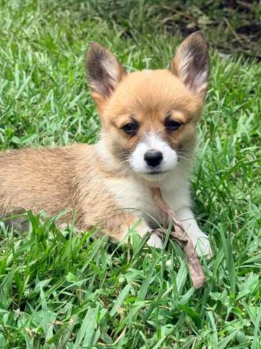 Cachorro Corgi - Imagen 2