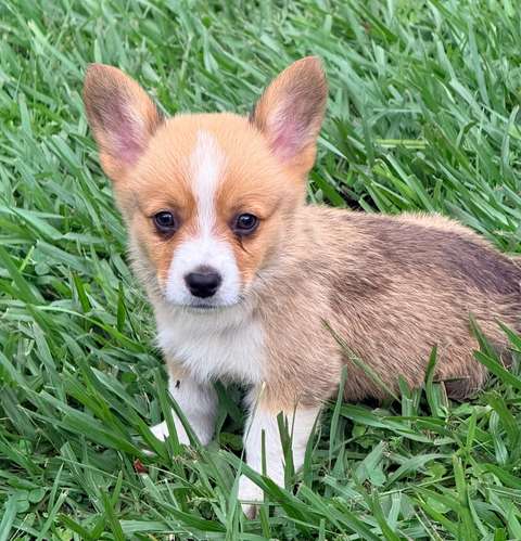Cachorro Corgi - Imagen 17