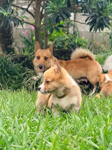 Cachorro Corgi - Imagen 9