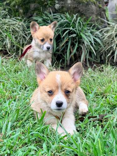 Cachorro Corgi - Imagen 12