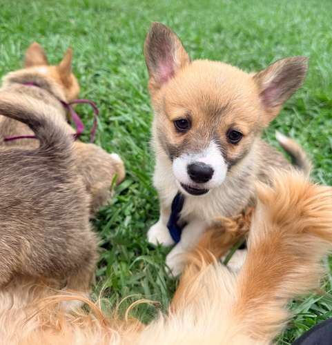 Cachorro Corgi - Imagen 16