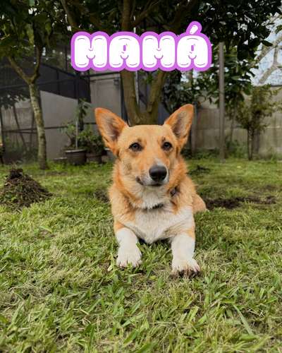 Cachorro Corgi - Imagen 20