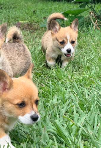 Cachorro Corgi - Imagen 13