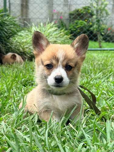 Cachorro Corgi - Imagen 3