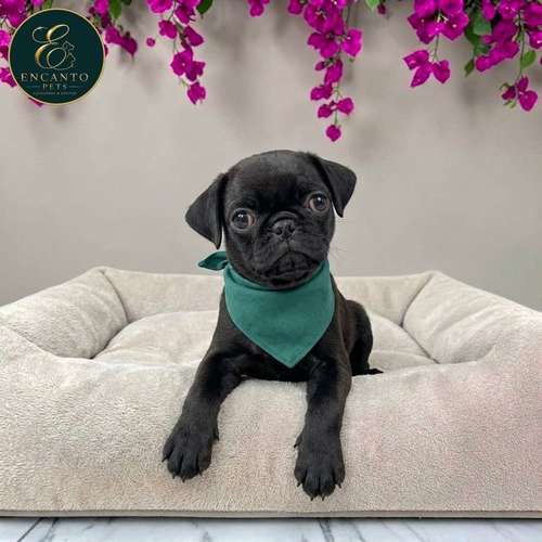 Cachorro PUG disponible - Imagen 9