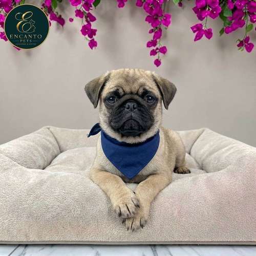 Cachorro PUG disponible - Imagen 7