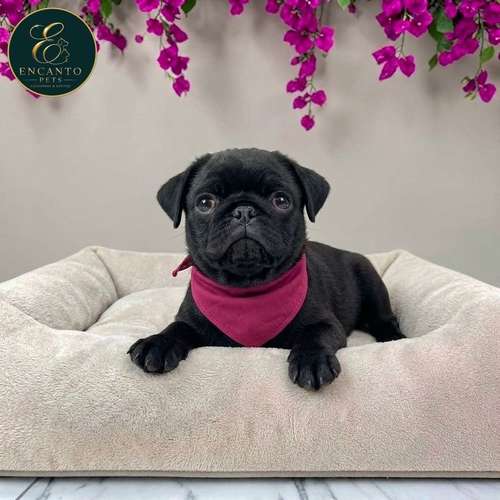 Cachorro PUG disponible - Imagen 6