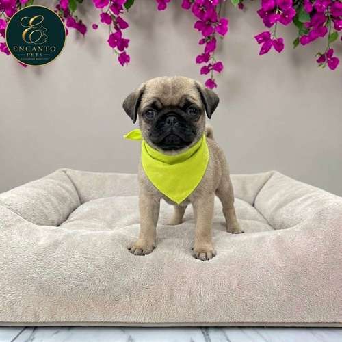 Cachorro PUG disponible - Imagen 10
