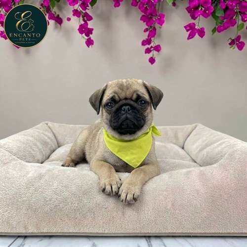 Cachorro PUG disponible - Imagen 2