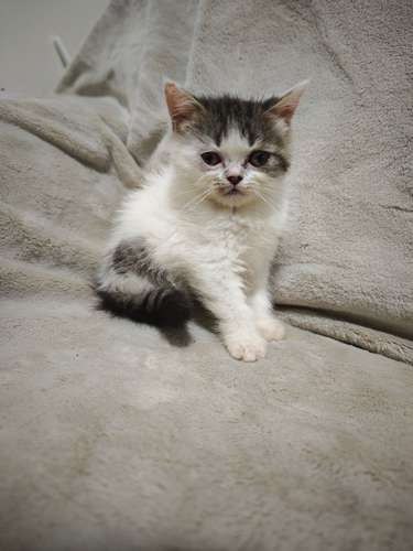 Gatos Persa en venta