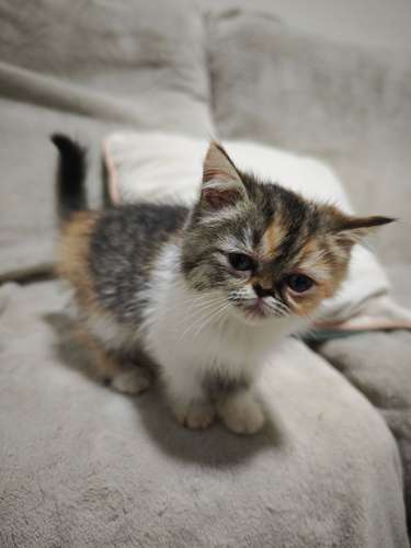 Gatos Persa en venta