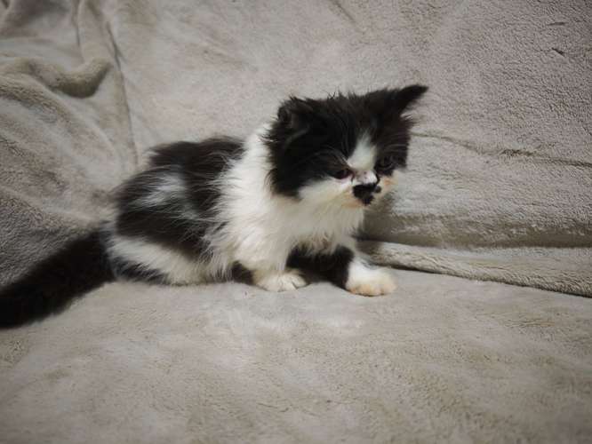 Gatos Persa en venta