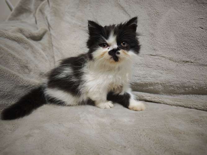 Gatos Persa en venta