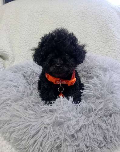 French Poodle Negro Tacita