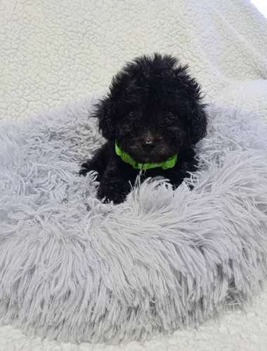 French Poodle Negro Tacita - Imagen 2