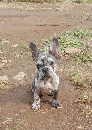Hembra blue merle 