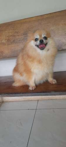 Hembra pomerania.  