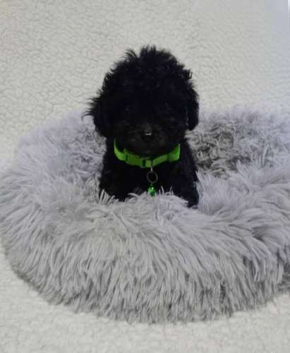 French poodle Tacita 
