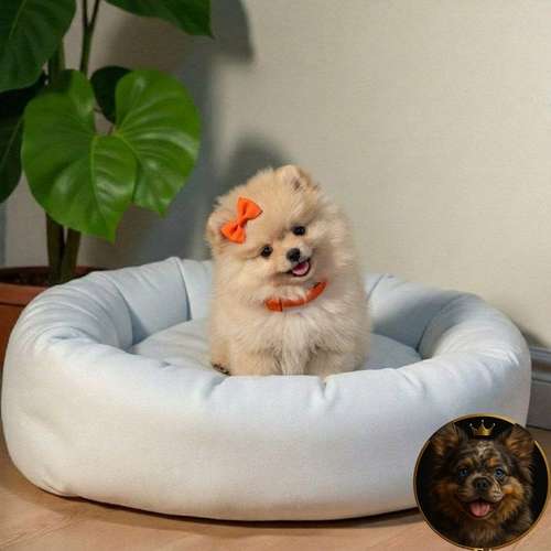 Cachorro POMERANIAN CARA DE OSO disponible - Imagen 4