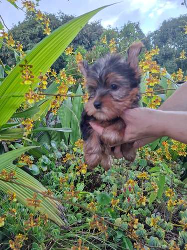 yorkie hembra  - Imagen 3