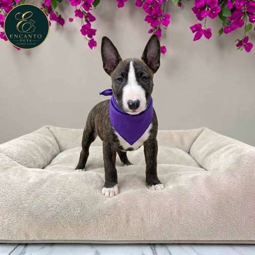 Cachorro Bull Terrier / Bull Terrier disponible - Imagen 7