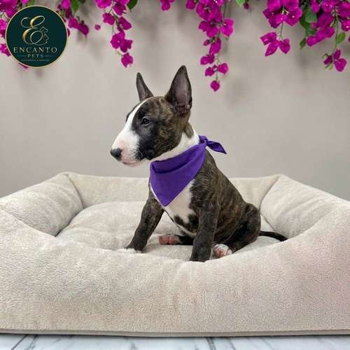 Cachorro Bull Terrier / Bull Terrier disponible - Imagen 10